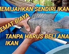 Trik Nembak Ikan Nila